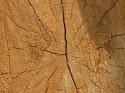 legno 125x93 Il terremoto in Abruzzo, il cattivo maestro.