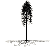 abete-rosso costruire in legno