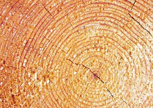 legno 3 Il legno fa bene alla salute. Cera qualche dubbio?