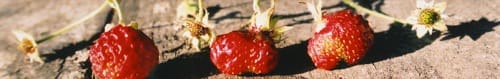 slow food
